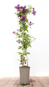 Clematis viticella Etoile Violette 40- 60 cm