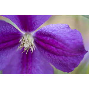 Clematis viticella Etoile Violette 60- 100 cm