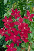 Clematis viticella Kermisina 60- 100 cm