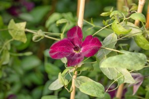 Clematis viticella Margot Koster 60- 100 cm