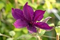 Clematis viticella Margot Koster 60- 100 cm