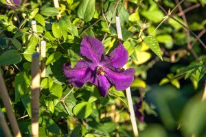 Clematis viticella Polish Spirit 60- 100 cm