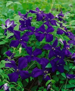 Clematis viticella Polish Spirit 60- 100 cm