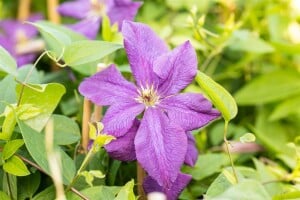 Clematis viticella Polish Spirit 60- 100 cm