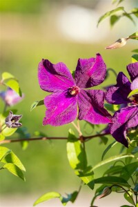 Clematis viticella Polish Spirit 60- 100 cm