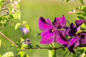 Clematis viticella Polish Spirit 60- 100 cm