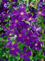 Clematis viticella Polish Spirit 60- 100 cm