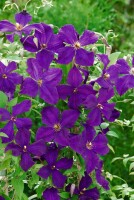 Clematis viticella Polish Spirit 60- 100 cm