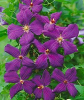 Clematis viticella Polish Spirit 60- 100 cm