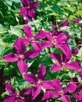 Clematis viticella Polish Spirit 60- 100 cm