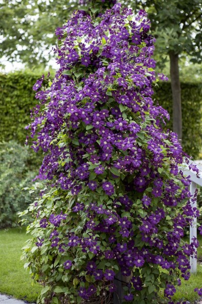 Clematis viticella Polish Spirit 80- 100 cm