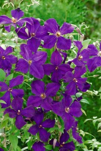 Clematis viticella Polish Spirit 80- 100 cm