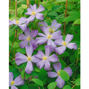 Clematis viticella Prince Charles 2L 40-  60