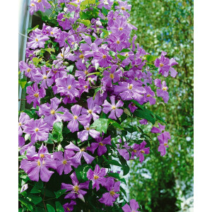 Clematis viticella Prince Charles 2L 40-  60
