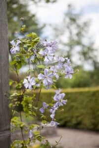 Clematis viticella Prince Charles 60- 100 cm