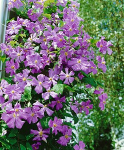 Clematis viticella Prince Charles 60- 100 cm