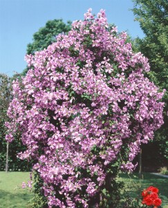 Clematis viticella Prince Charles 60- 100 cm