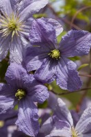 Clematis viticella Prince Charles 60- 100 cm