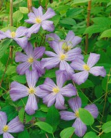 Clematis viticella Prince Charles 60- 100 cm