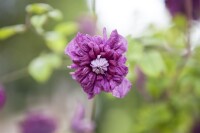 Clematis viticella Purpurea Plena Elegans 40- 60 cm