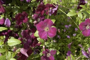 Pflegeleichte Clematis viticella Royal Velours für den Garten