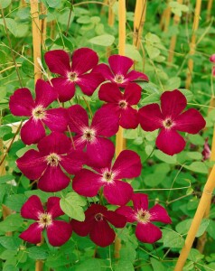 Clematis viticella Royal Velours 40- 60 cm