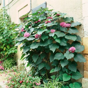 Clerodendrum bungei 15L 80- 100 cm