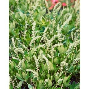 Clethra alnifolia 40- 60 cm