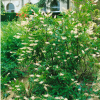 Clethra alnifolia 40- 60 cm