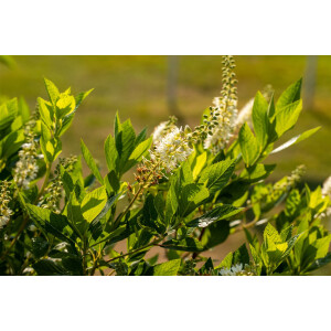 Clethra alnifolia Hummingbird 5 L 40-  60