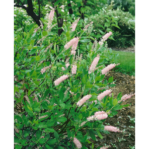 Clethra alnifolia Pink Spire 40- 60 cm