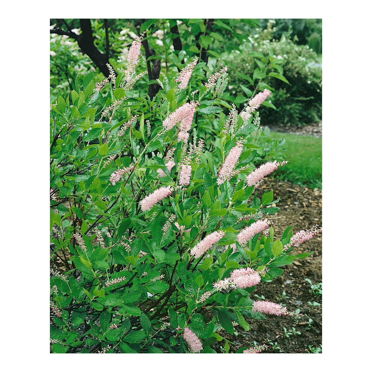 Clethra alnifolia Pink Spire 7,5 L 60-  80