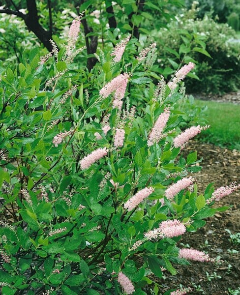 Clethra alnifolia Pink Spire 7,60- 80 cm