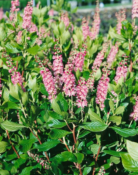 Clethra alnifolia Ruby Spice 60- 80 cm