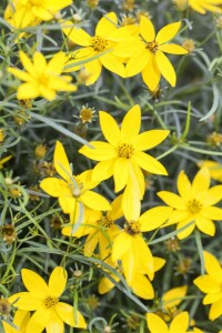 Coreopsis verticillata Zagreb 2L 40-