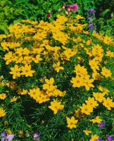 Coreopsis verticillata Zagreb 2L 40-