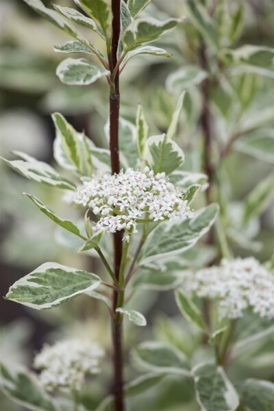 Cornus alba Elegantissima 3L 40-  60