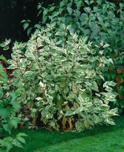 Cornus alba Elegantissima 3L 40-  60