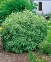 Cornus alba Elegantissima 3L 40-  60