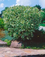 Cornus alba Elegantissima 3L 40-  60