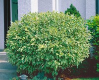 Cornus alba Elegantissima 3L 40-  60