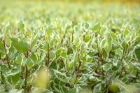 Cornus alba Elegantissima 3L 40-  60