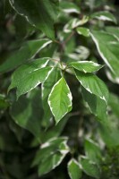 Cornus alba Elegantissima 3L 40-  60