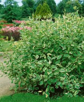 Cornus alba Elegantissima 3L 40-  60