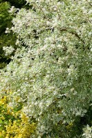 Cornus alba Elegantissima 3L 40-  60