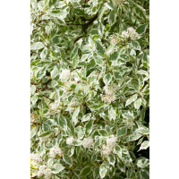 Cornus alba Elegantissima C 5 60- 100