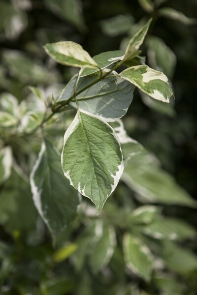 Cornus alba Ivory Halo  -R- C 5 60- 100