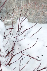 Cornus alba Ivory Halo  -R- C 5 60- 100