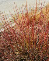 Cornus alba Ivory Halo  -R- C 5 60- 100