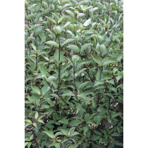 Cornus alba Kesselringii 60- 100 cm